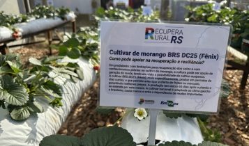Ações para mitigação de efeitos do clima e para recuperação rural são destaques da Embrapa na 48ª Expointer
