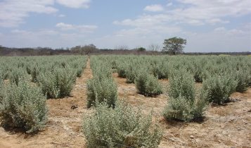 Projeto em agricultura biossalina vai fortalecer comunidades do Semiárido