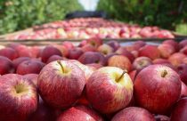 variedades da fruta maca expostas - santa catarina