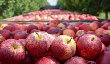 variedades da fruta maca expostas - santa catarina