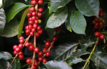 Safra de café 2026/27 no Brasil deve avançar 13,5% e chegar a 70,7 milhões de sacas