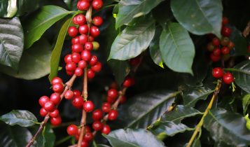 Safra de café 2026/27 no Brasil deve avançar 13,5% e chegar a 70,7 milhões de sacas