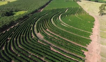 Café arábica da Nova Alta Paulista recebe selo de indicação geográfica