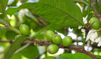 Folhas de café podem ajudar a criar soluções sustentáveis em saúde, ambiente e tecnologia