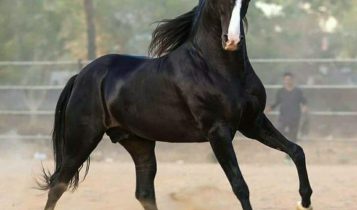 Conheça o cavalo das orelhas de coração, a rara raça Marwari