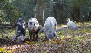Centenas de porcos foram soltos na New Forest para evitar mortes de pôneis e gado na Inglaterra