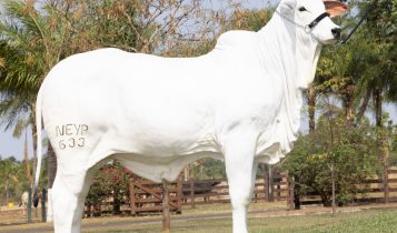 Bezerra Nelore filha de recordista mundial de preço é vendida por R$ 3,9 milhões