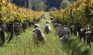 Ovelhas são as novas aliadas dos vinhedos modernos; descubra o motivo