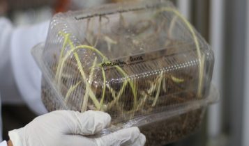 Tecnologia mineira impulsiona uso da macaúba como biocombustível para a aviação