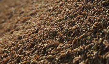 Arrozeiros orientam sobre classificação do arroz e reforçam canal de denúncias a consumidores