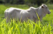 Inoculante revolucionário para pastagem bio np