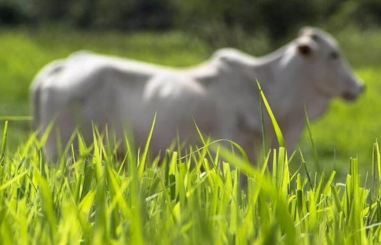 Inoculante revolucionário para pastagem bio np