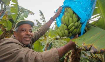 Produtor de bananas na região de Miracatu (SP), no Vale do Ribeira.