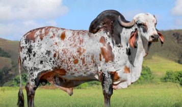 Touro Gir Leiteiro EDANK TE JABAQUARA