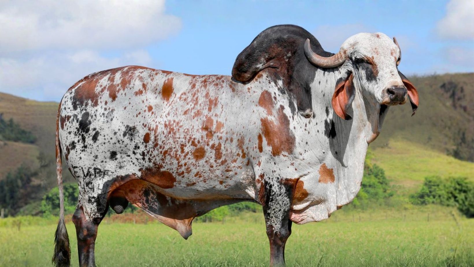 Touro Gir Leiteiro EDANK TE JABAQUARA