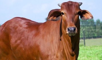 AGRO FTI realiza rodada de leilões virtuais com genética de alta qualidade das raças Sindi e Nelore
