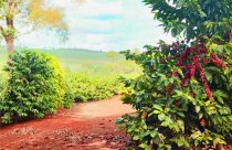 Safra de café 2025/26 entra em fase crucial: florada exige boas práticas para assegurar frutos de qualidade e alta produtividade