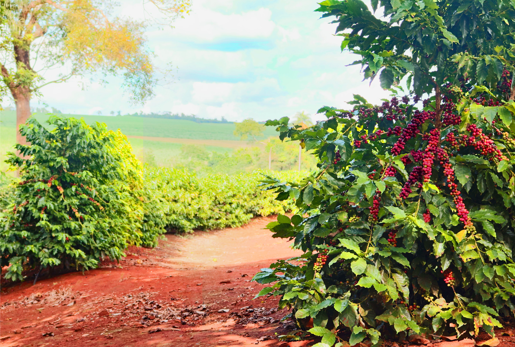 Safra de café 2025/26 entra em fase crucial: florada exige boas práticas para assegurar frutos de qualidade e alta produtividade