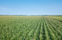 Área tratada por defensivos agrícolas deve encerrar ciclo 2025 com alta de 6,1%