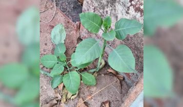 'Falsa couve': o que se sabe sobre a família intoxicada em MG