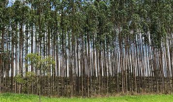 Valor de produção da silvicultura e da extração vegetal cresce 16,7% e soma R$ 44,3 bilhões