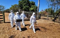 Febre aftosa: Montes Claros recebeu simulação de emergência sanitária