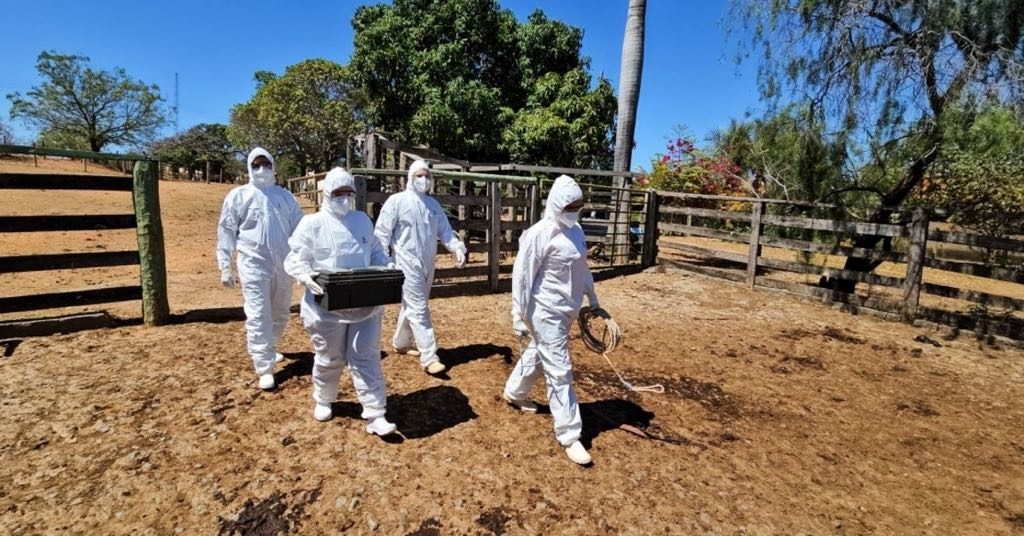 Febre aftosa: Montes Claros recebeu simulação de emergência sanitária