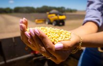 Manejo estratégico: regulação de porte na soja deve começar antes do plantio para garantir teto produtivo