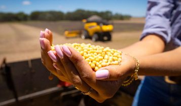Manejo estratégico: regulação de porte na soja deve começar antes do plantio para garantir teto produtivo