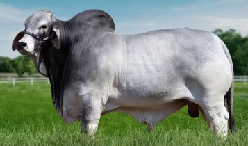 touro brahman