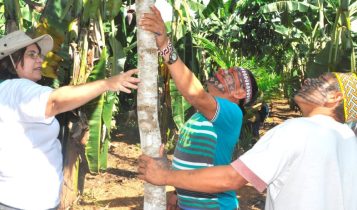 Embrapa lança plataforma para fortalecer segurança alimentar e gestão territorial índígena
