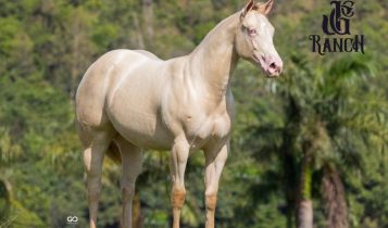 Égua com dupla homozigose, Gold N Black agora faz parte JGC Ranch e reforça o projeto Don Toro