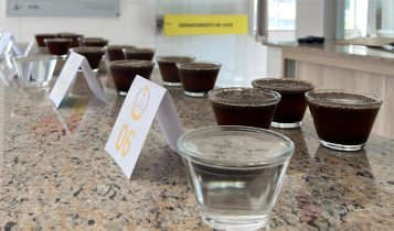 Safra 2025: cafés recebidos pela Coopercam surpreendem pela qualidade