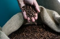 Safra recorde de café em 2026 reforça importância do manejo eficiente de plantas daninhas nas lavouras