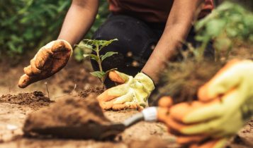 Mapa lidera ações globais contra a crise climática na COP 30