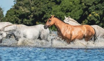 Cavalo pantaneiro ganha o mundo em série da National Geographic
