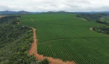 Pequenos cafeicultores mineiros elevam rentabilidade com gestão sustentável e inovação