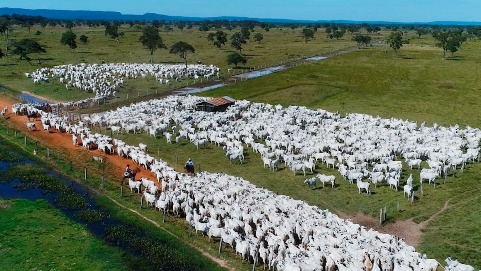 Fazenda do Grupo Nelore Cometa - Pantanal do Mato Grosso
