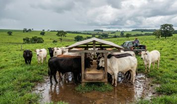 Como lucrar até 1,5 arroba extra por cabeça apenas ajustando o cocho nas águas