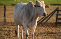 Vaca velha é prejuízo? A nova estratégia para fazer mais arrobas no sistema