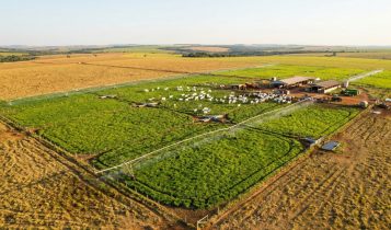 Especialista aponta técnica para otimizar a produção de gado em 500 hectares