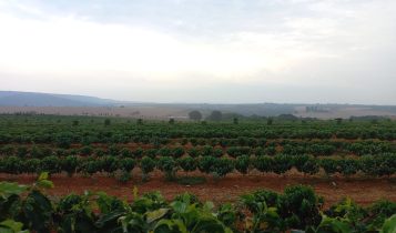 Práticas agrícolas inovadoras e responsáveis melhoram a sustentabilidade na cafeicultura mineira