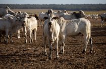 Assembleia aprova Passaporte Verde e consolida MT como referência em pecuária sustentável