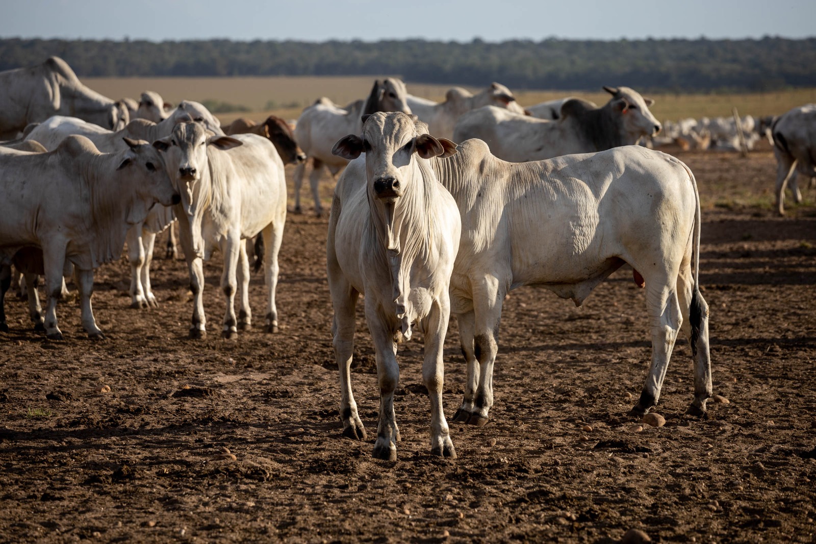 Assembleia aprova Passaporte Verde e consolida MT como referência em pecuária sustentável