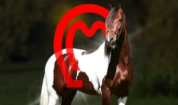 Novo presidente do Mangalarga Marchador