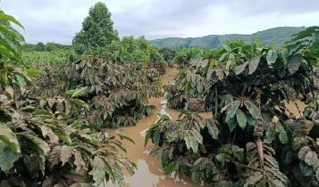 Maior produtor mundial de café robusta tem plantação devastada pelo tufão Kalmaegi; vídeo
