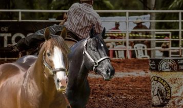 Leilão Ana Dantas Ranch Edição Barrel Horses promete noite histórica para os Três Tambores