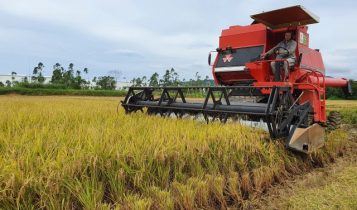 Arroz Dueto da Epagri