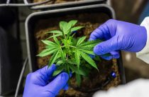Anvisa aprova cultivo de cannabis no Brasil