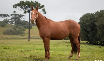 Conheça o cavalo Campeiro, o tesouro brasileiro que nasceu selvagem e virou patrimônio cultural